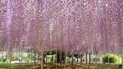 🌸 아시카가 플라워 파크 이미지 2